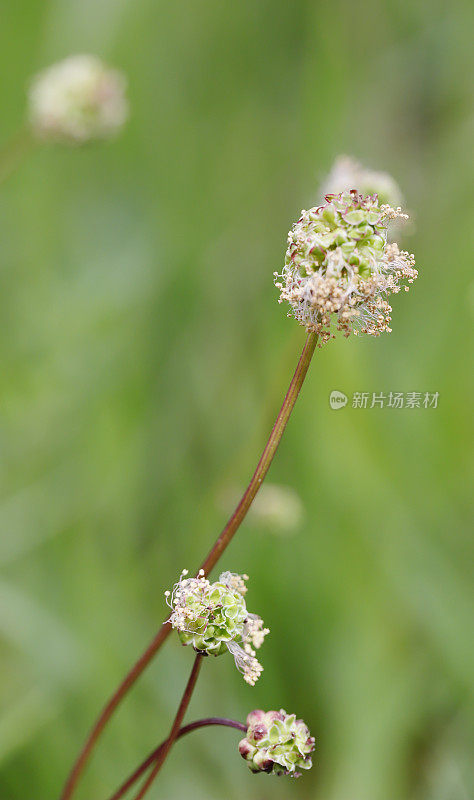 伯纳色拉(Sanguisorba minor)